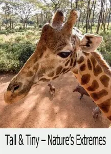 Большие и маленькие в живой природе (фильм 2018)